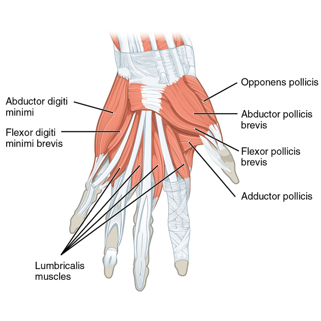 Anatomical diagram highlighting muscles activated during Baki thumb pose