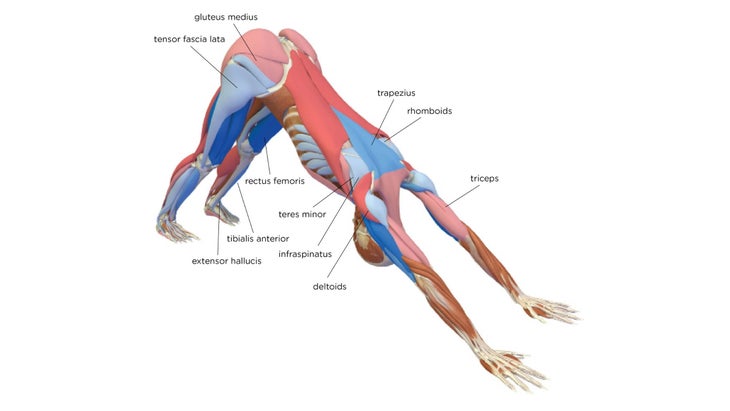 Anatomical diagram showing muscle groups engaged in Downward Dog
