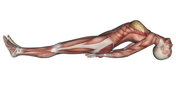 Anatomical diagram showing muscles engaged in fish pose